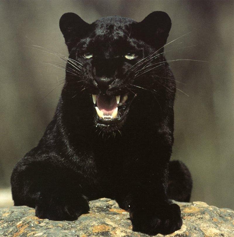 jr arouse black-panther.jpg
