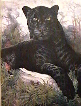 leopardblk114a-Black Leopard-portrait-painting.jpg