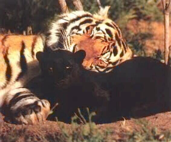 lmisc01-Tiger n black panther.jpg