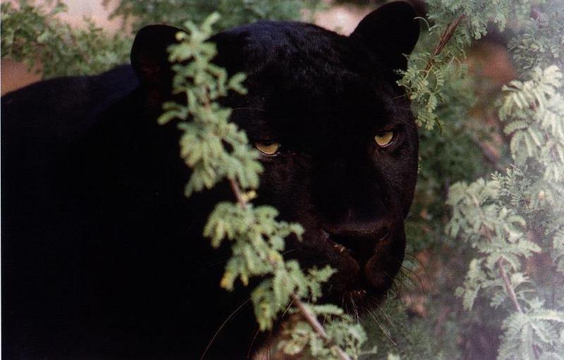 panther01-Black Jaguar-face closeup.jpg