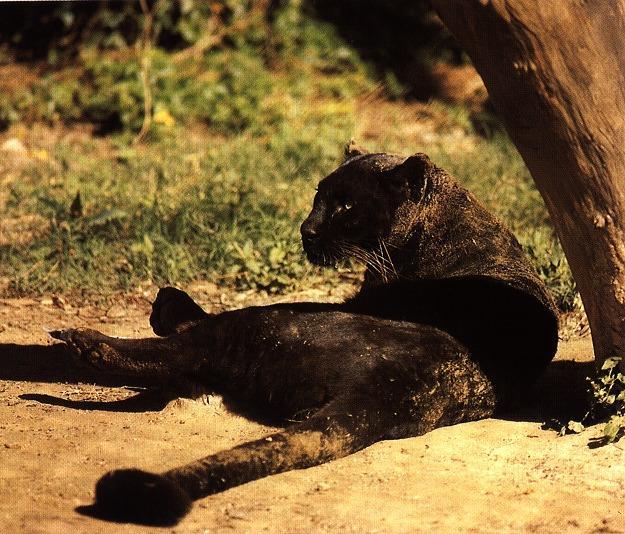 Panther02-African Black Leopard-sitting under tree.jpg