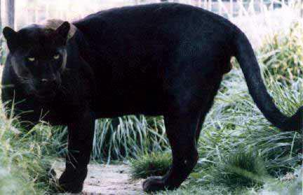 panther-black Leopard01.jpg