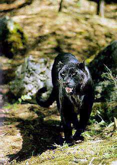 panther-black Leopard09.jpg