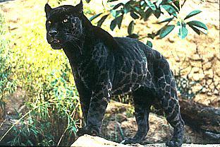 SDZ 0148-Black Jaguar-Panther.jpg