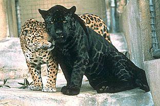 SDZ 0149-Black and Normal Jaguars-Panther.jpg