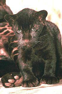SDZ 0150-Black Jaguar-Panther Baby.jpg