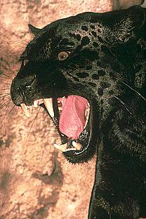 SDZ 0153-Black Jaguar-Panther-Roaring.jpg