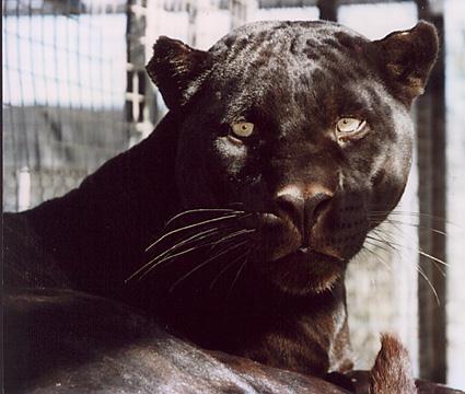 Twilight-Black Panther-Face Closeup.jpg