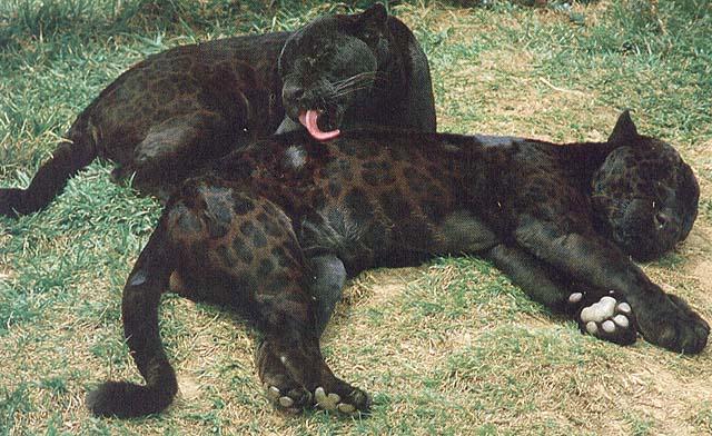 wildcat24-black Jaguars.jpg