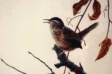 Bird Painting-Bewick\'s Wren-singing on branch.jpg
