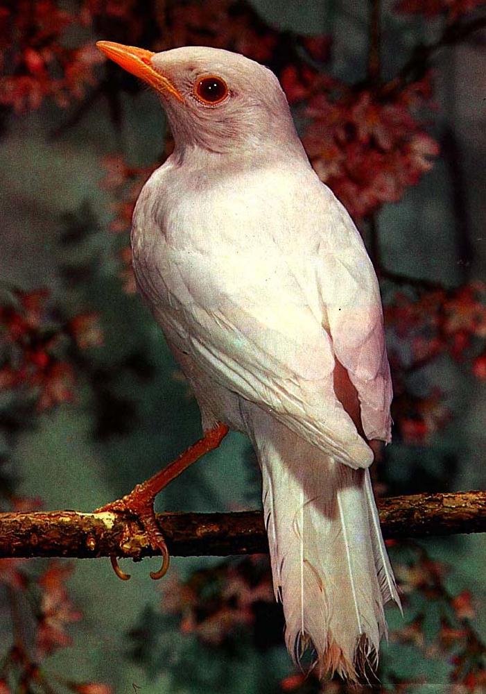 Albino-White American Robin-Perching on branch-Rear View.jpg