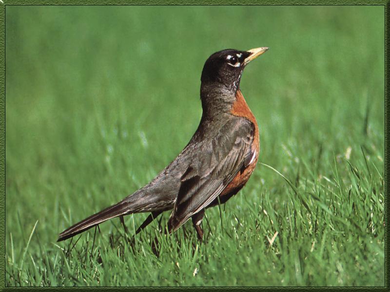 American Robin 03-Walks on grass field.jpg