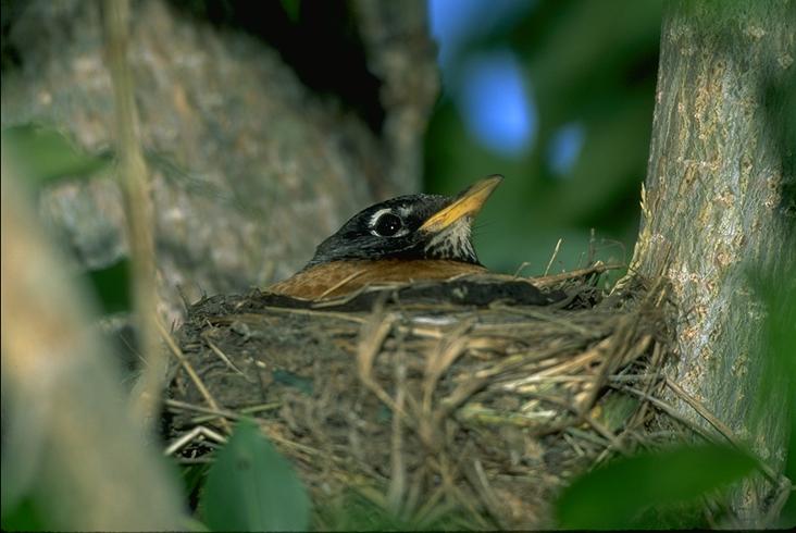 American Robin-adult-on-nest Page Springs CG OR.jpg