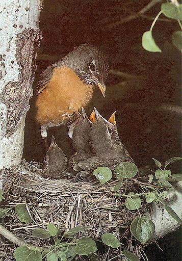 American Robins1-Mom nursing chicks.jpg
