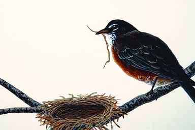 Bird Painting-American Robin1-building nest.jpg