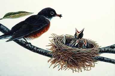 Bird Painting-American Robin-mom and chicks on nest.jpg