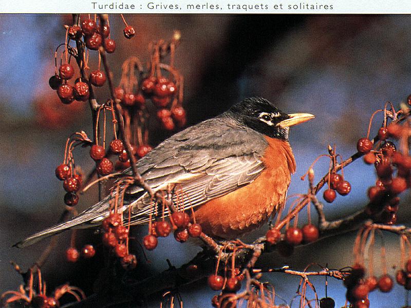 Ds-Oiseau 011-American Robin-on fruit tree.jpg