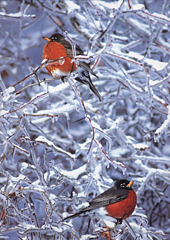 KsW-Aud-99-01-American Robins-Turdus migratorius-on snow tree.jpg