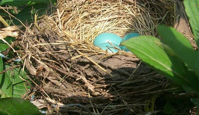 Robin eggs-American Robin-eggs in nest-by Joel Williams.jpg