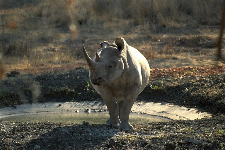408094-White Rhinoceros-standing near water.jpg