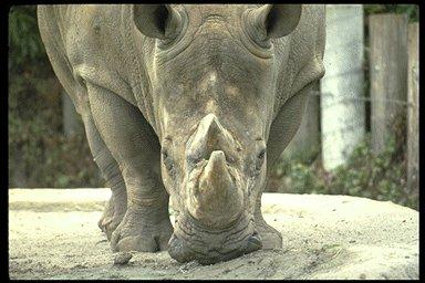 PANIM080-White Rhinoceros-face closeup.jpg