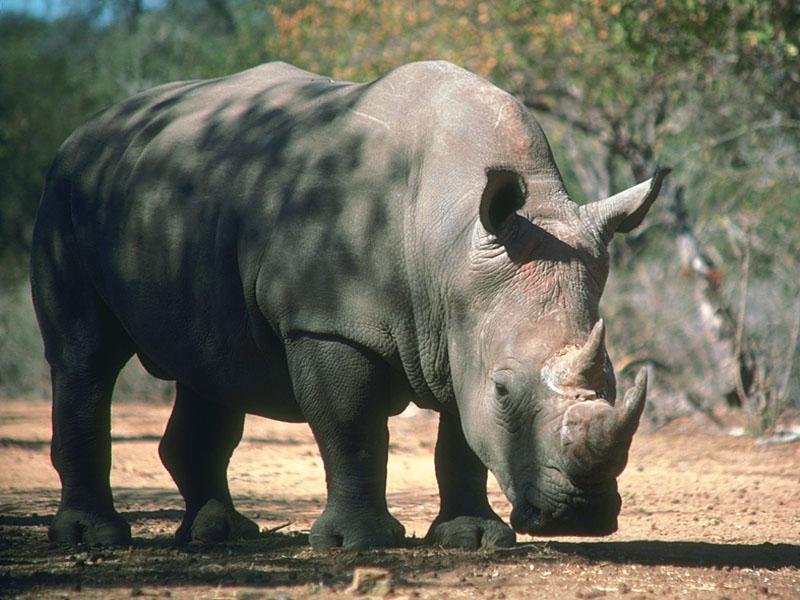 White Rhinoceros 16-closeup.jpg
