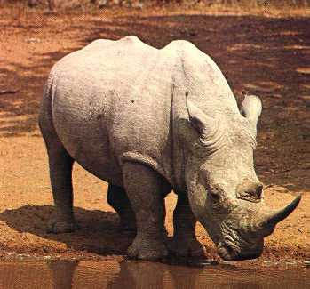 White Rhinoceros.jpg