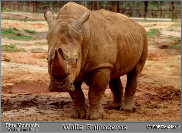 White Rhinoceros Pine Mountain WAP.jpg