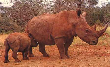 White Rhinoceroses-Mom and baby.jpg
