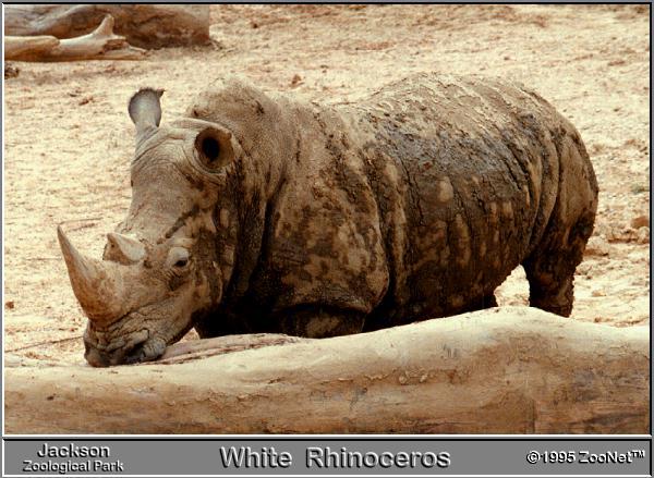 wrhino00-White rhinoceros-muddy.jpg
