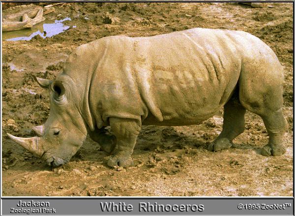 wrhino-White rhinoceros-on mud.jpg