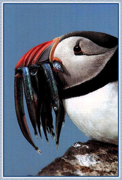 Atlantic Puffin 03-Full of fishes in mouth-FaceCloseup.jpg