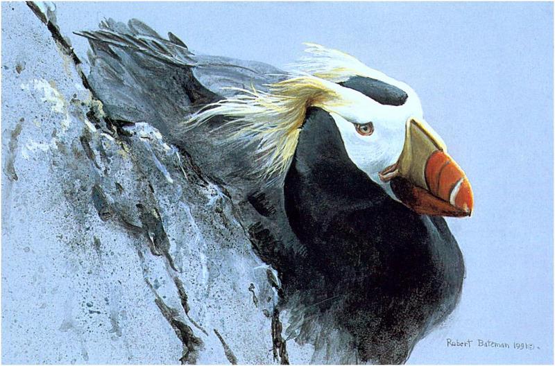 Bateman - Tufted Puffin Portrait 1991 zw.jpg