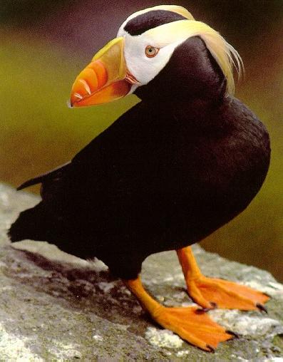 Tufted Puffin2-looks back on rock.jpg