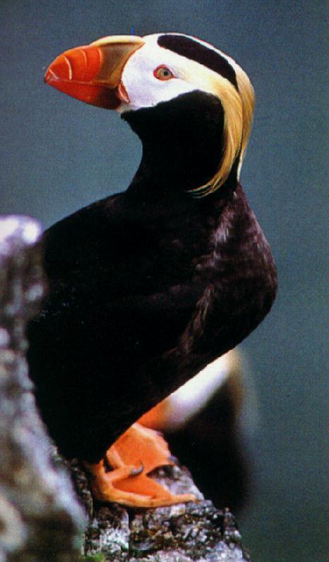 tufted Puffin1.jpg