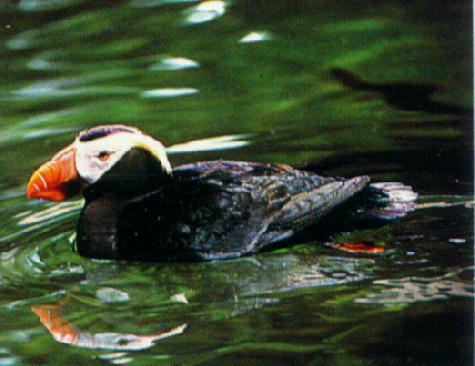 tufted Puffin2.jpg