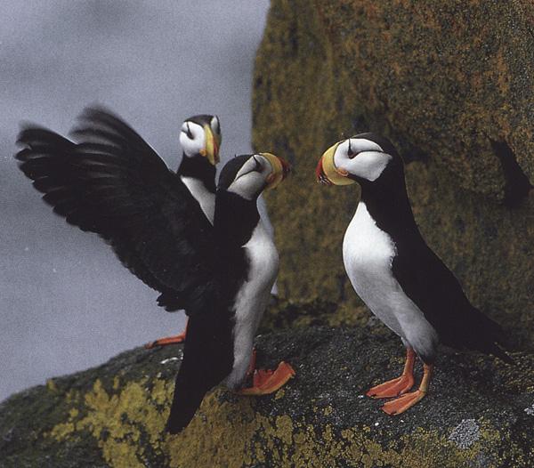 bs-Horned Puffins Sea Parrots-awt-ngs.jpg