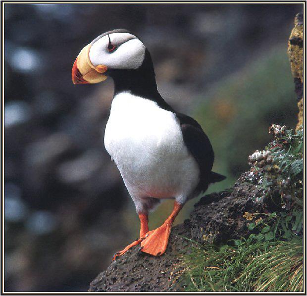 Horned Puffin 01-On Cliff-Closeup.jpg
