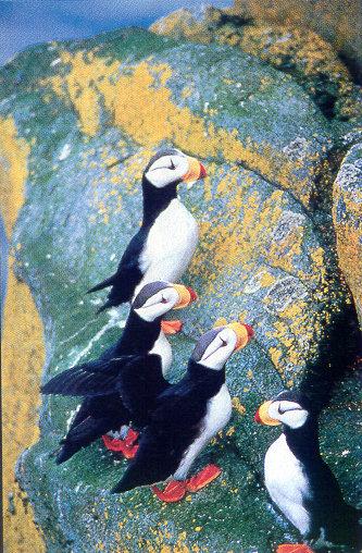 lj Terry Chick Puffins.jpg