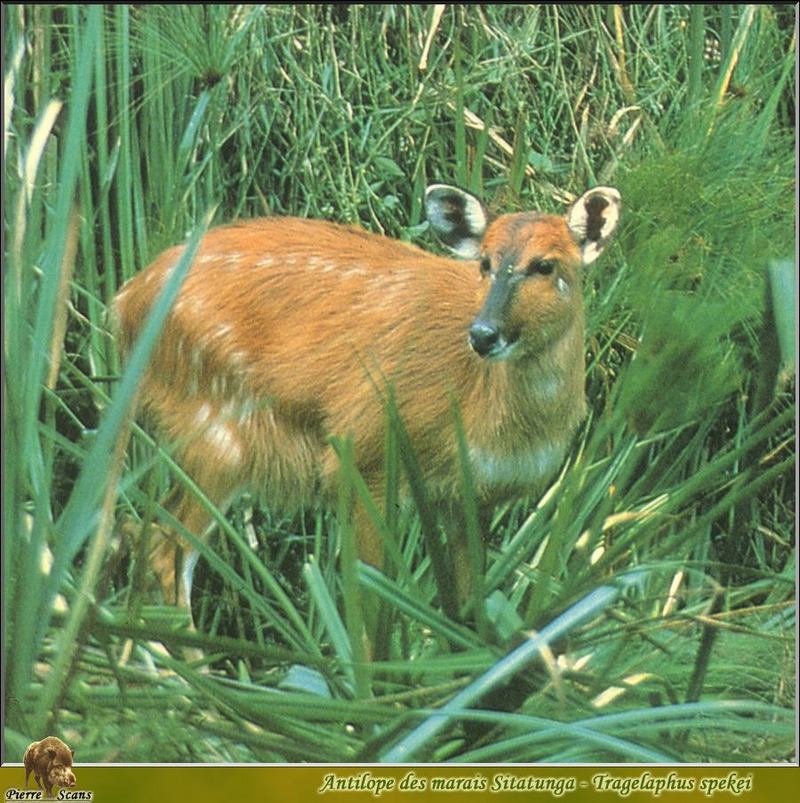 PO wl 004 Antilope des marais Sitatunga.jpg