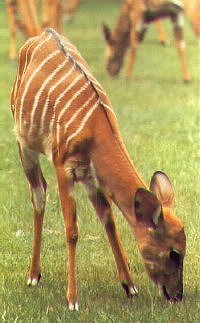 Sitatunga Antelopes-Tragelaphus spekei 1-foraging on grass.jpg