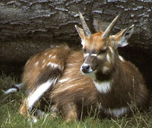 Sitatunga Antelopes-Tragelaphus spekei 2-under log.jpg