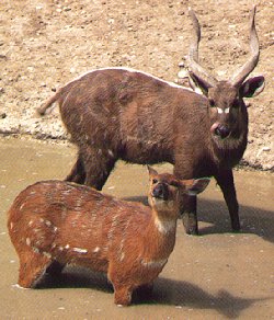 Sitatunga Antelopes-Tragelaphus spekei 3-pair in swamp.jpg