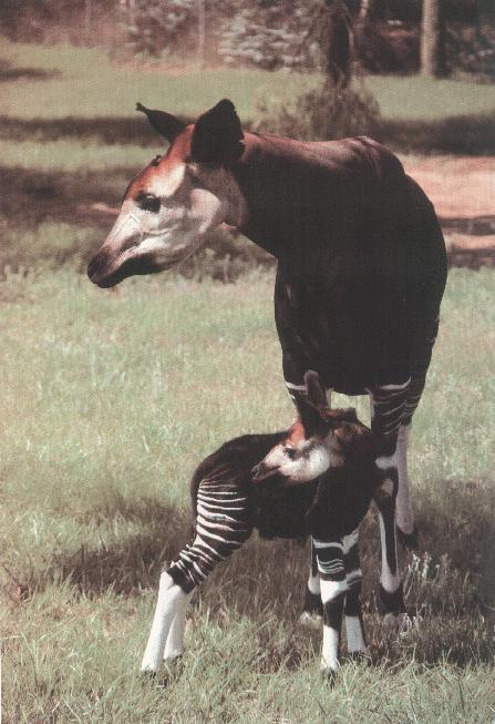 okapi9-mom n baby on grass.jpg