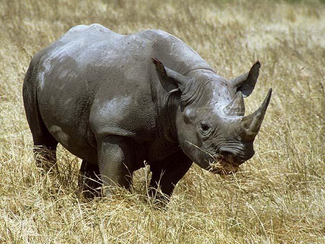 ak4-rhinoceros.jpg