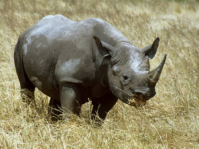 Rhinoceros01.jpg