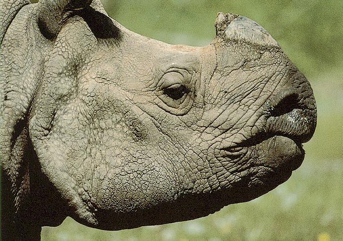rhinoceros3-head.jpg