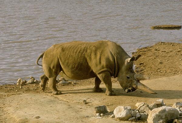 rhinoceros by River.jpg