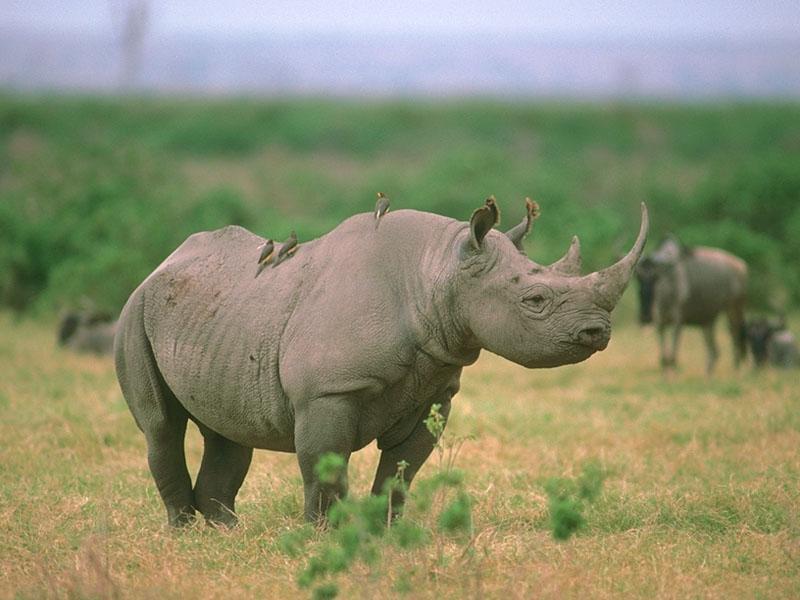 Rhinoceroses 03-on plain with oxpeckers.jpg