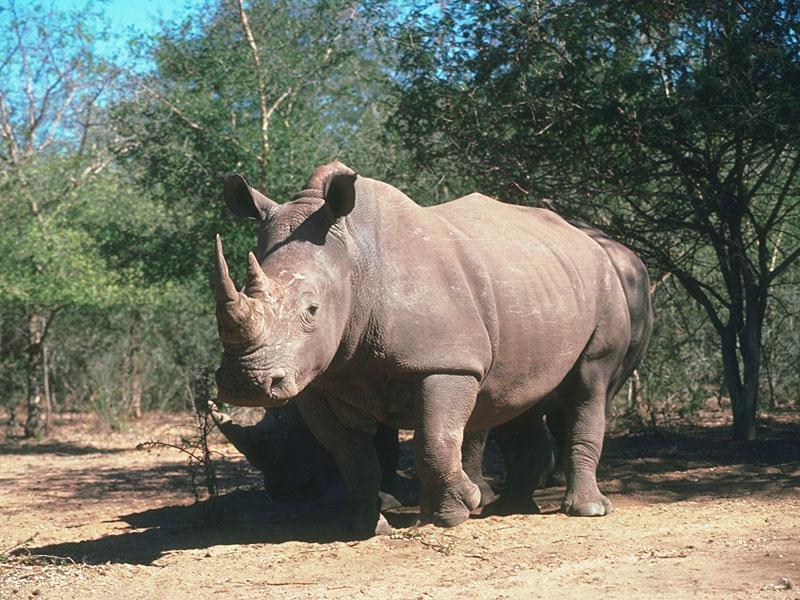 Rhinoceroses 11-In Bush.jpg